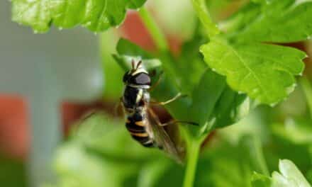 Trouver le chemin professionnel idéal pour soi